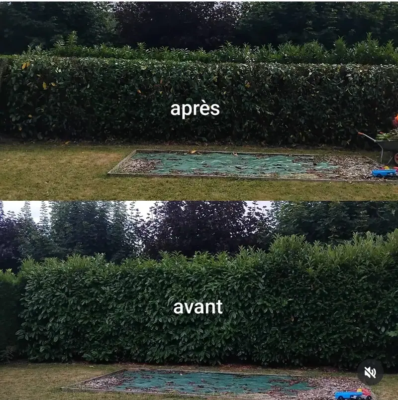 Une haie de laurier photographiée avant et après la taille, nette et droite