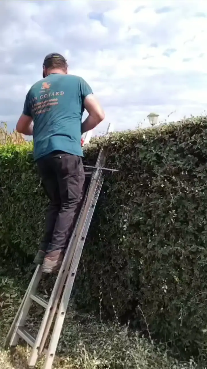 Un homme de dos sur une échelle, taillant le haut d’une haie
